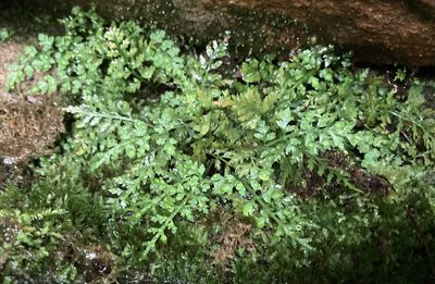 Asplenium montanum, photographed by Caleb Catto