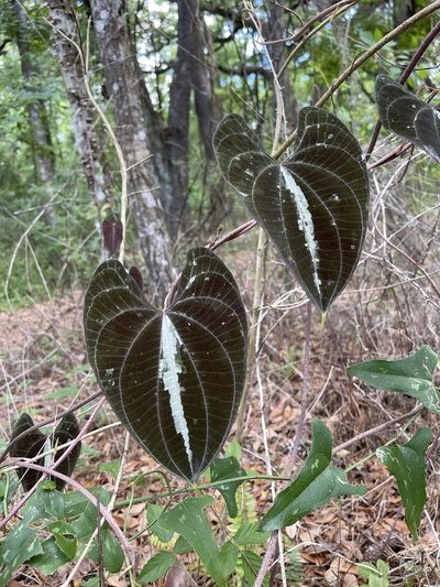 Dioscorea dodecaneura, photographed by Brandon Corder