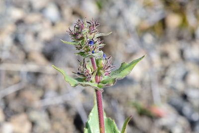 Penstemon pruinosus, photographed by Braden J. Judson