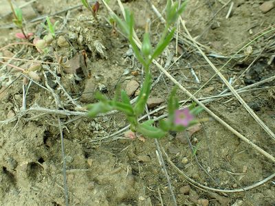 Microsteris gracilis, photographed by James H. Thomas