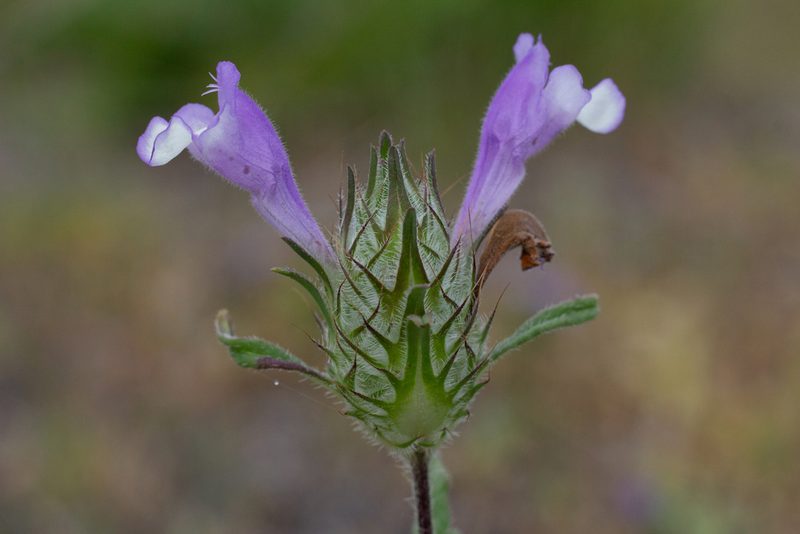Cleonia lusitanica, photographed by Daniela Costa
