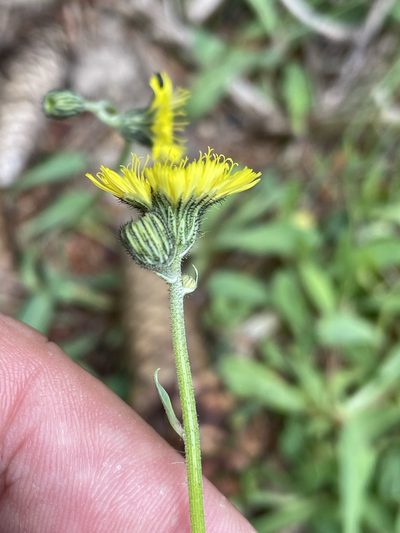 Pilosella lactucella, photographed by Thomas Ebner
