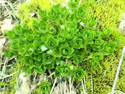 Gentiana calycosa, photographed by James H. Thomas