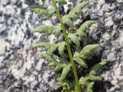 Woodsia oregana, photographed by Braden J. Judson