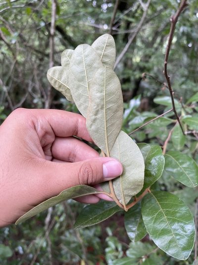 Sideroxylon tenax, photographed by Brandon Corder