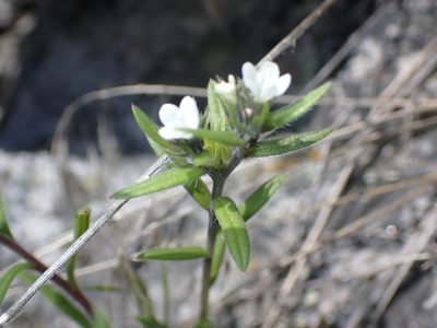 Buglossoides arvensis, photographed by Braden J. Judson