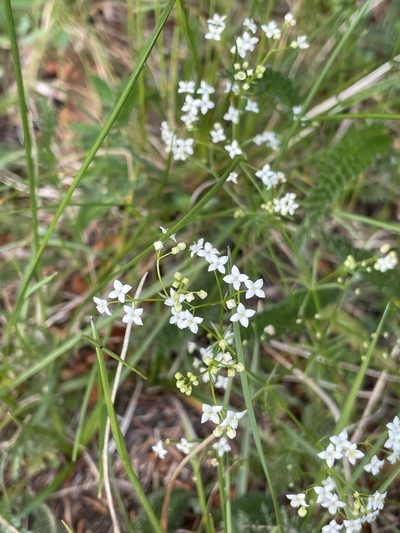 Galium pumilum, photographed by Thomas Ebner
