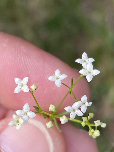 Galium pumilum, photographed by Thomas Ebner