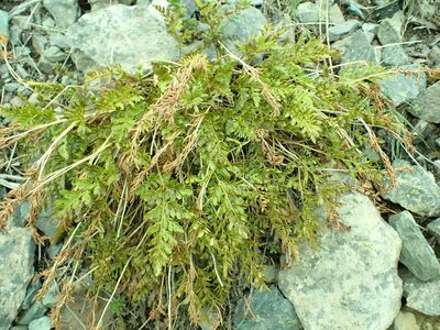 Cryptogramma acrostichoides, photographed by James H. Thomas