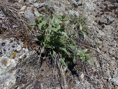 Penstemon pruinosus, photographed by Braden J. Judson