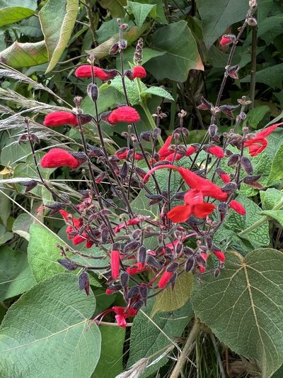 Salvia rubriflora, photographed by Nicolás Baresch Uribe