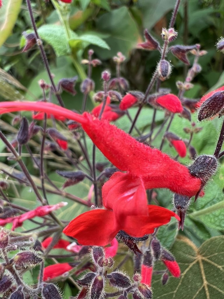 Salvia rubriflora, photographed by Nicolás Baresch Uribe