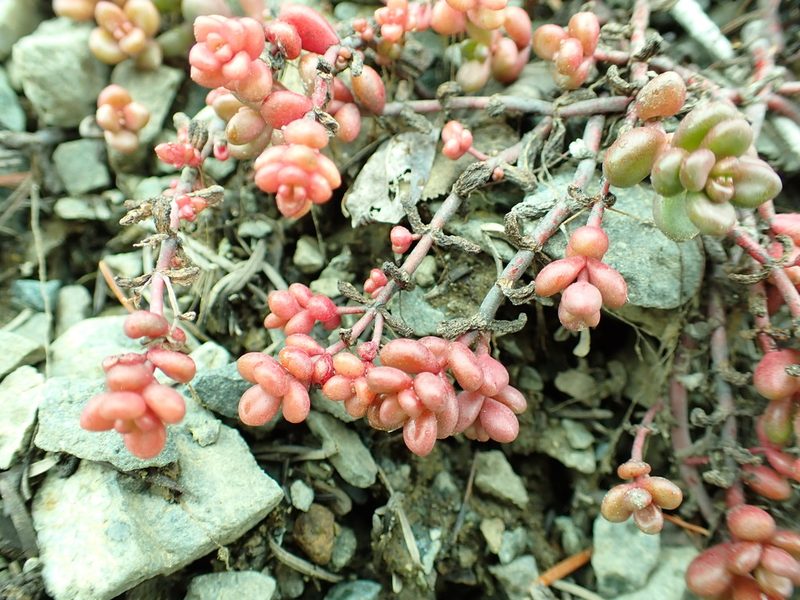 Sedum divergens, photographed by James H. Thomas