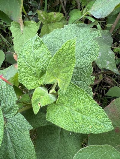 Salvia rubriflora, photographed by Nicolás Baresch Uribe