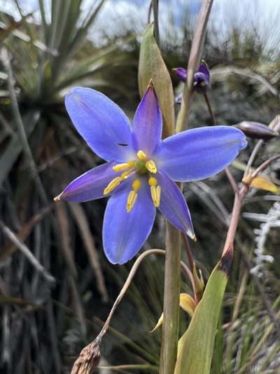 Excremis coarctata, photographed by Nicolás Baresch Uribe