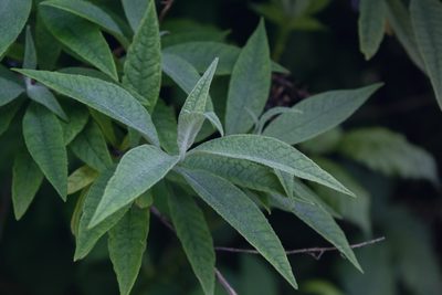 Buddleja davidii, photographed by Joshua
