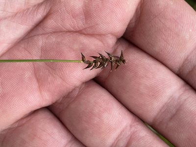 Carex davalliana, photographed by Thomas Ebner