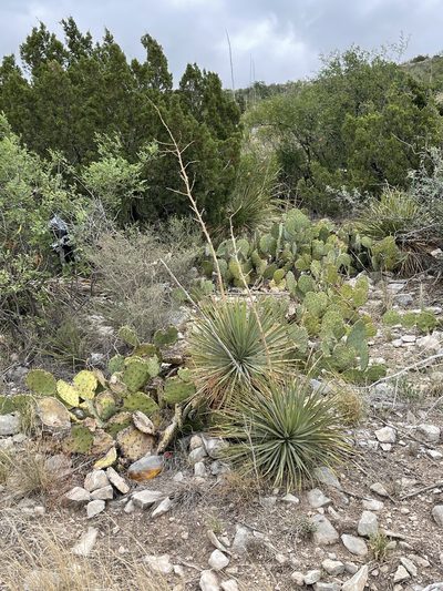 Yucca thompsoniana, photographed by CK2AZ