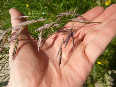 Bromus erectus, photographed by Gabriel Mayrhofer