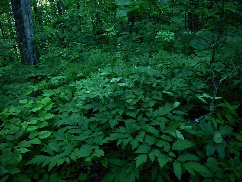 Actaea racemosa, photographed by Michael J. Papay