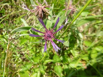 Centaurea axillaris, photographed by Gabriel Mayrhofer