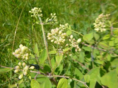 Clematis recta, photographed by Gabriel Mayrhofer