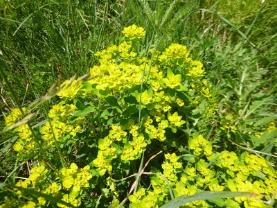 Euphorbia verrucosa, photographed by Gabriel Mayrhofer