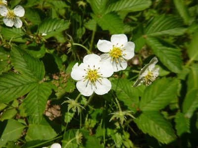 Fragaria moschata, photographed by Gabriel Mayrhofer