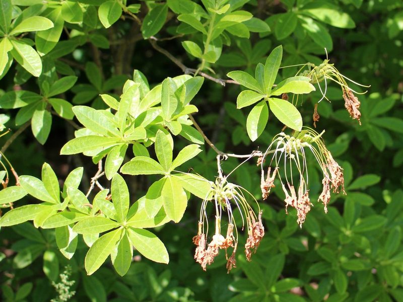 Rhododendron luteum, photographed by Юрий Данилевский (Yuriy Danilevsky)