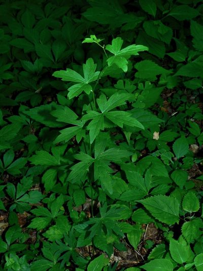 Aconitum uncinatum, photographed by Michael J. Papay