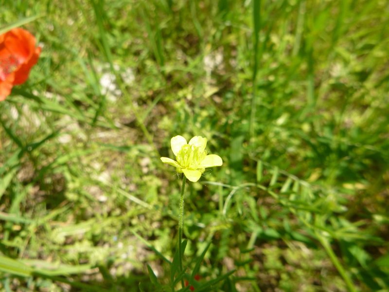 Ranunculus arvensis, photographed by Gabriel Mayrhofer