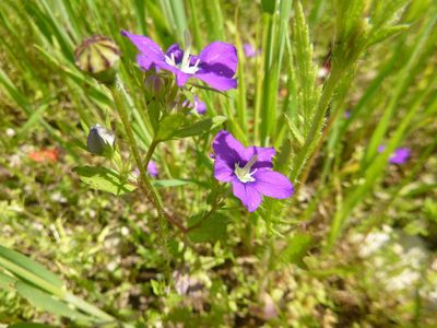 Legousia speculum-veneris, photographed by Gabriel Mayrhofer