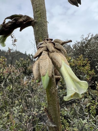 Puya bicolor, photographed by Nicolás Baresch Uribe