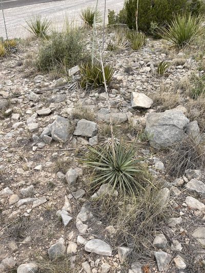 Yucca thompsoniana, photographed by CK2AZ