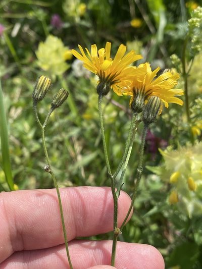 Crepis mollis, photographed by Thomas Ebner