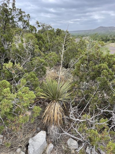 Yucca thompsoniana, photographed by CK2AZ