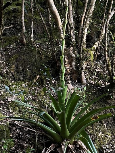 Tillandsia denudata, photographed by Nicolás Baresch Uribe