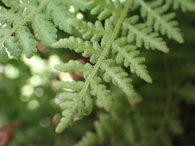 Woodsia scopulina, photographed by Braden J. Judson
