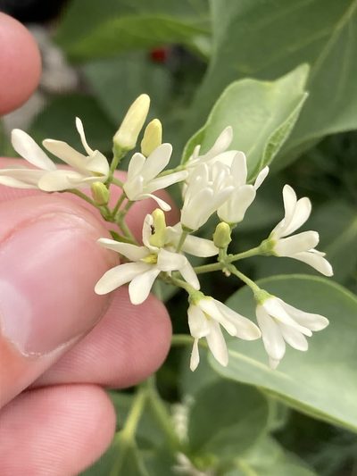 Cionura erecta, photographed by John Kenrick Gibson