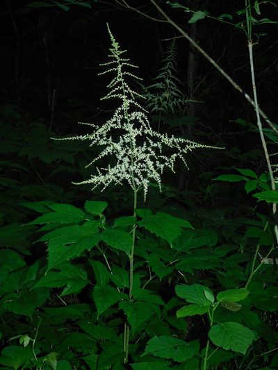Astilbe biternata, photographed by Michael J. Papay