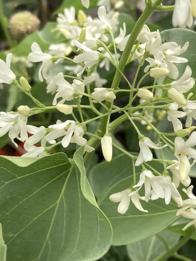 Cionura erecta, photographed by John Kenrick Gibson