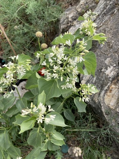 Cionura erecta, photographed by John Kenrick Gibson
