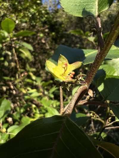 Llagunoa nitida, photographed by Nicolás Baresch Uribe