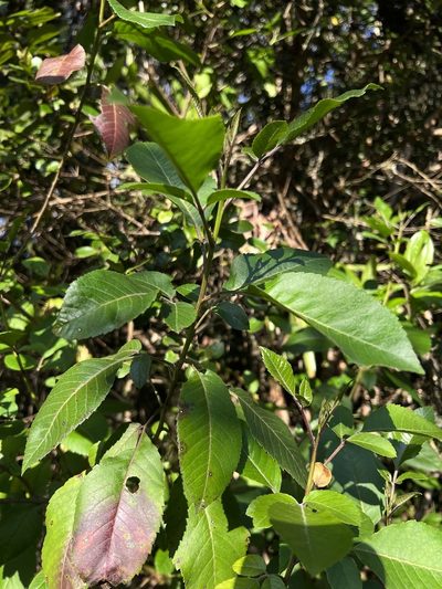 Llagunoa nitida, photographed by Nicolás Baresch Uribe