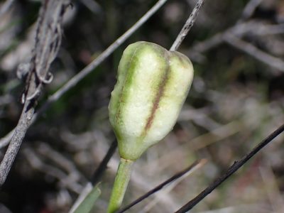 Fritillaria pudica, photographed by Braden J. Judson