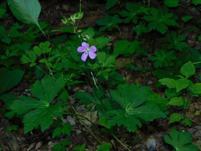 Geranium maculatum, photographed by Michael J. Papay