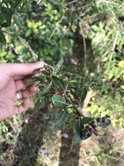 Schinus engleri, photographed by Nico Fernandez-Sauleda