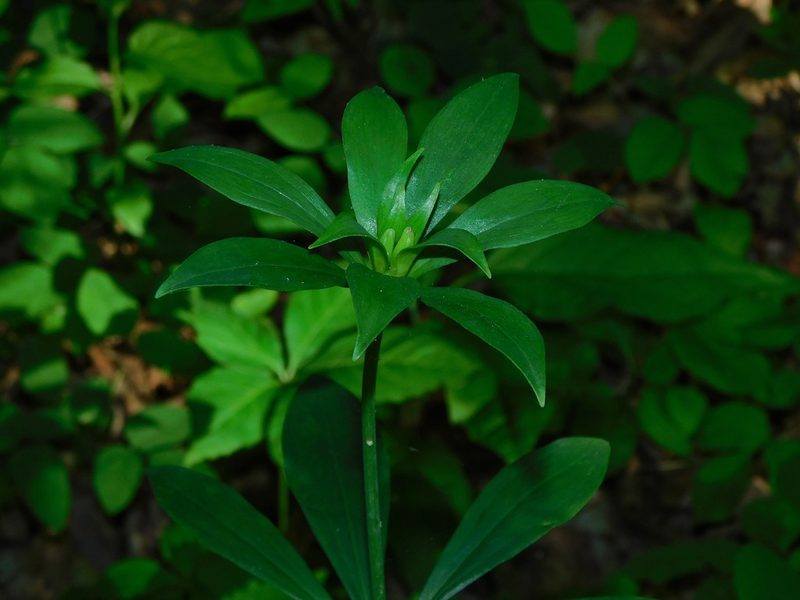 Lilium michauxii, photographed by Michael J. Papay