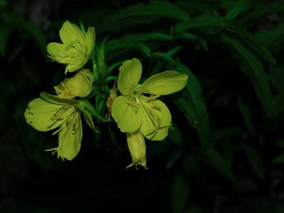 Oenothera fruticosa