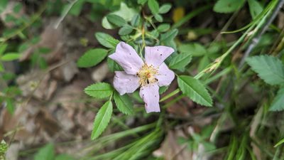 Rosa carolina, photographed by John Abrams
